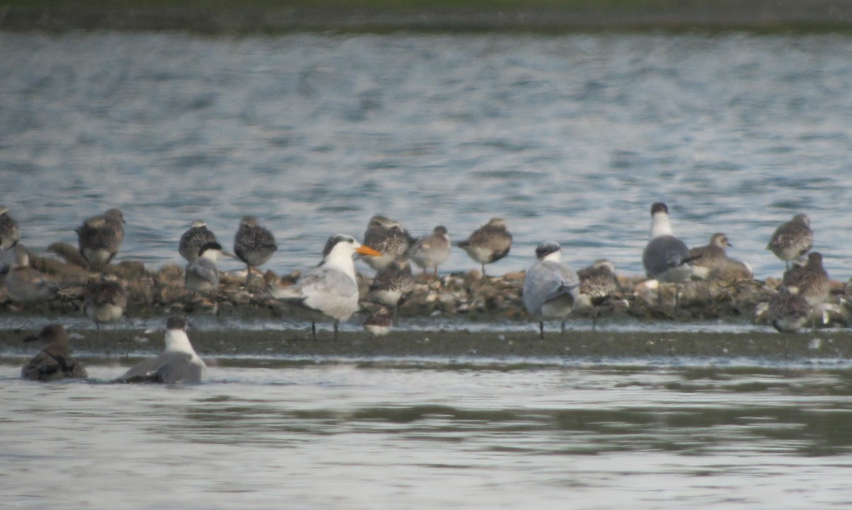 Royal Tern - ML219177331