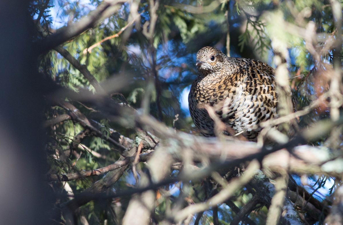 Spruce Grouse - ML219177501