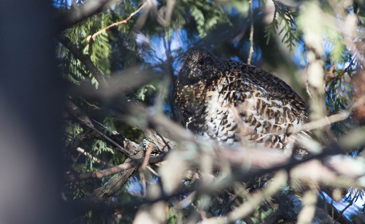 Spruce Grouse - ML219177531