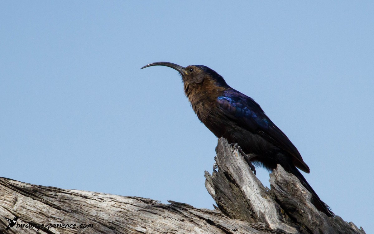 Common Scimitarbill - ML219177601