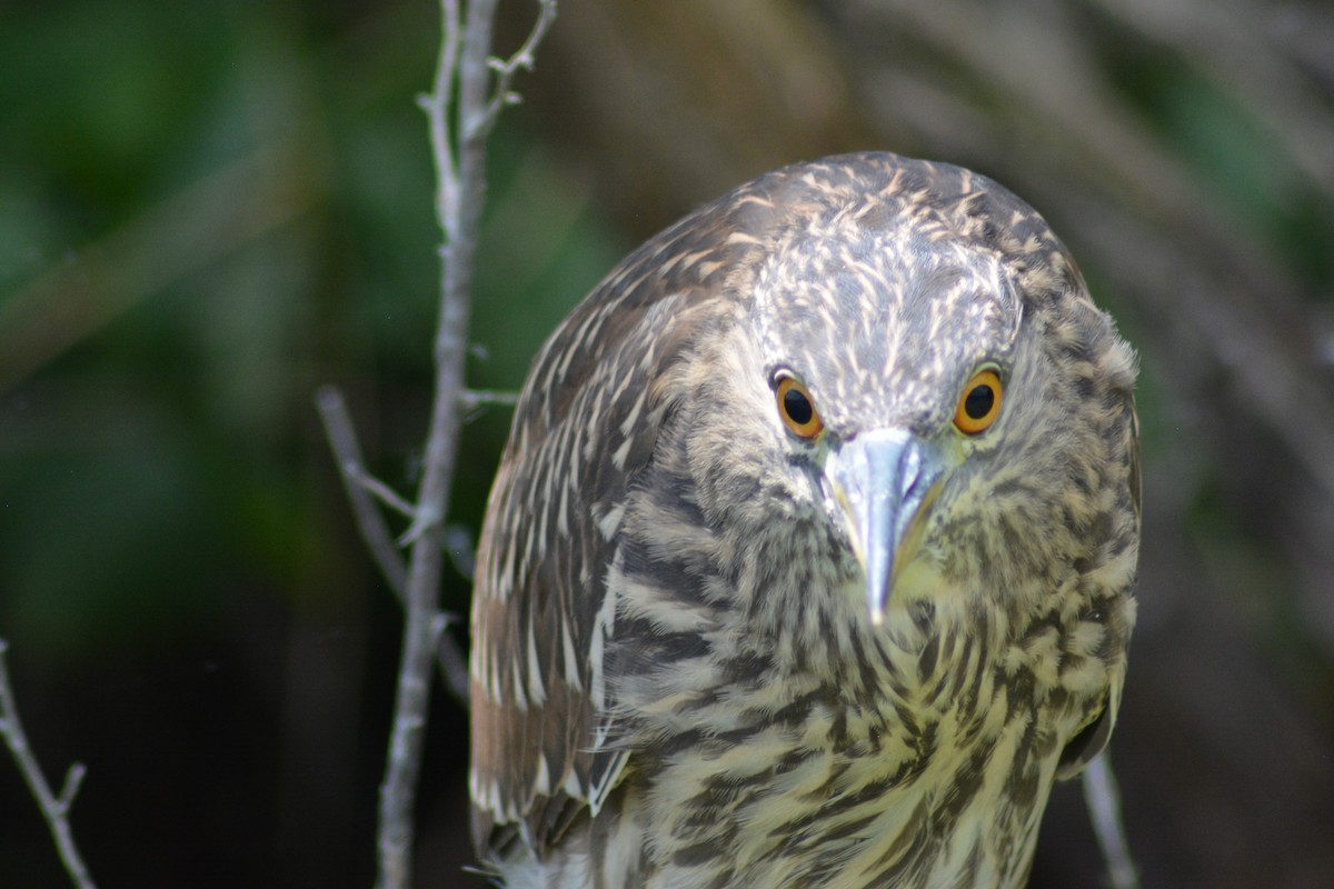 Black-crowned Night Heron - ML219177861