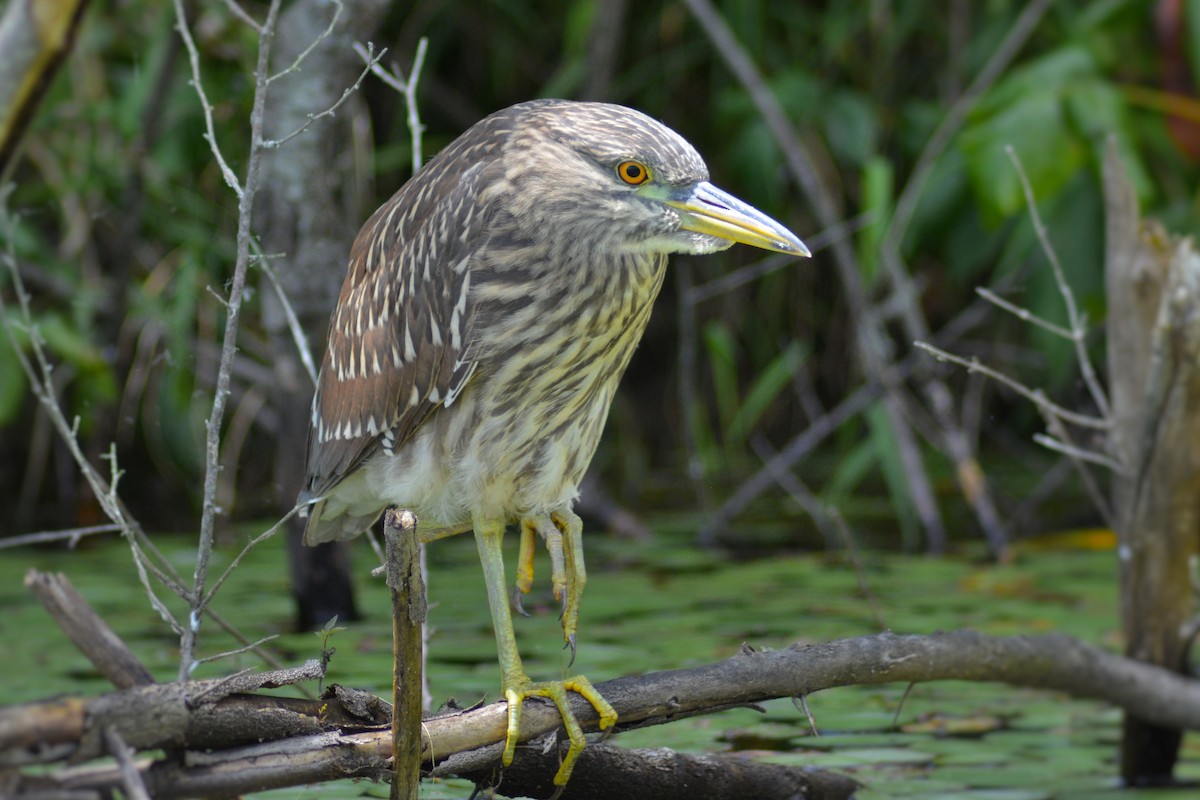 Black-crowned Night Heron - ML219177981