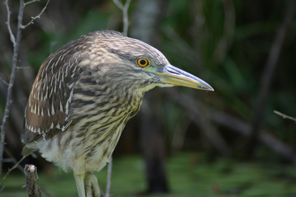 Black-crowned Night Heron - ML219177991