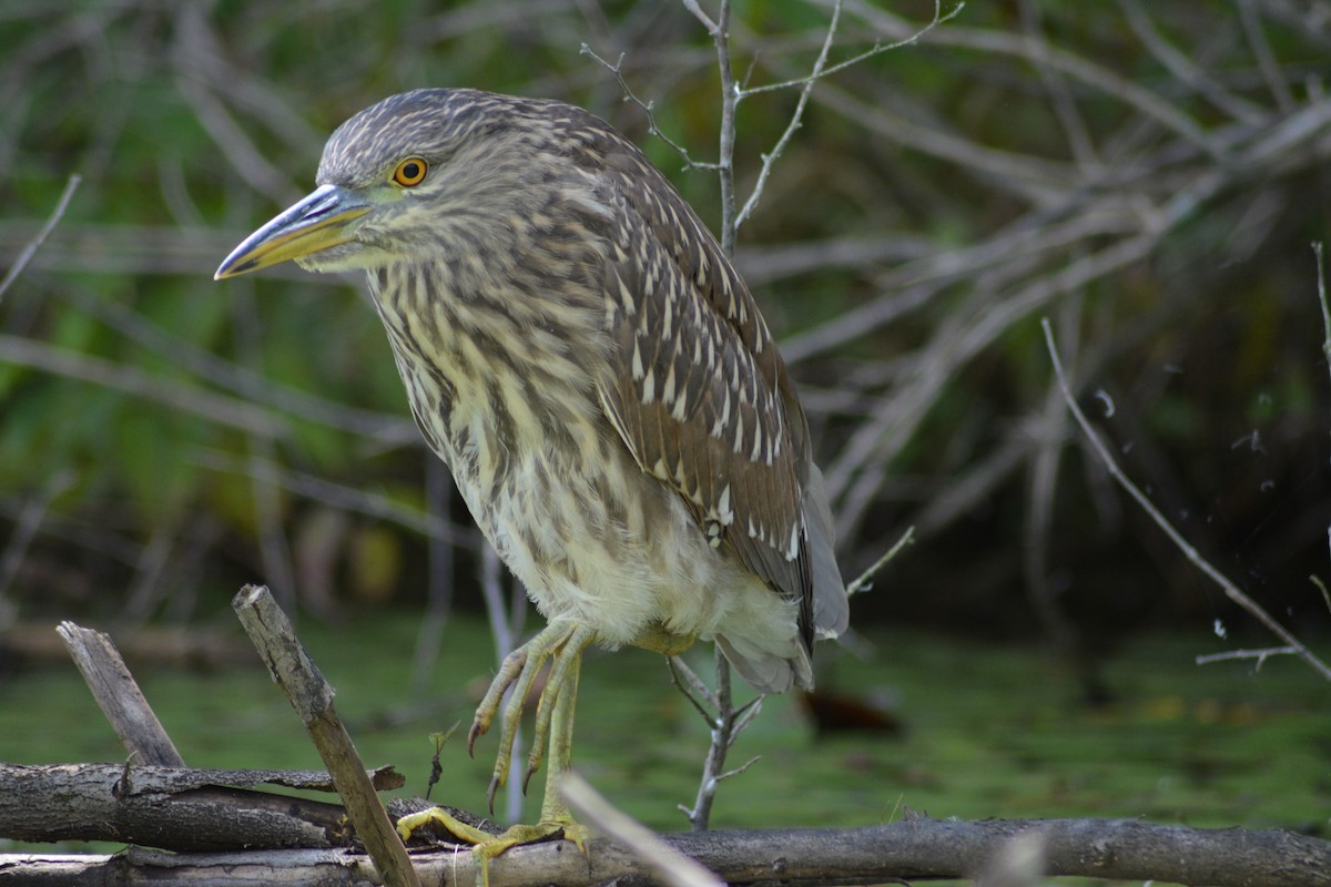 Black-crowned Night Heron - ML219178091