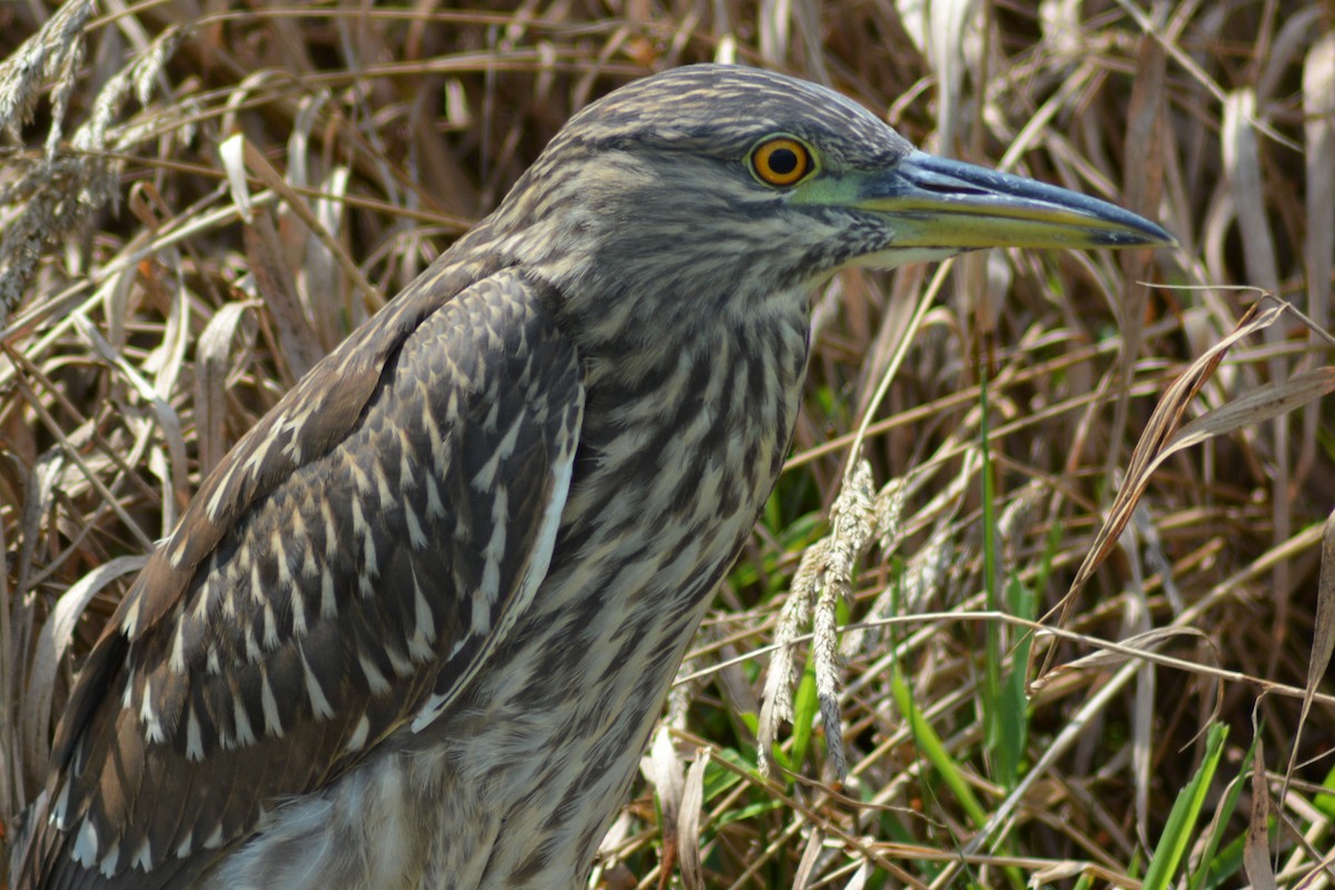 Black-crowned Night Heron - ML219178151