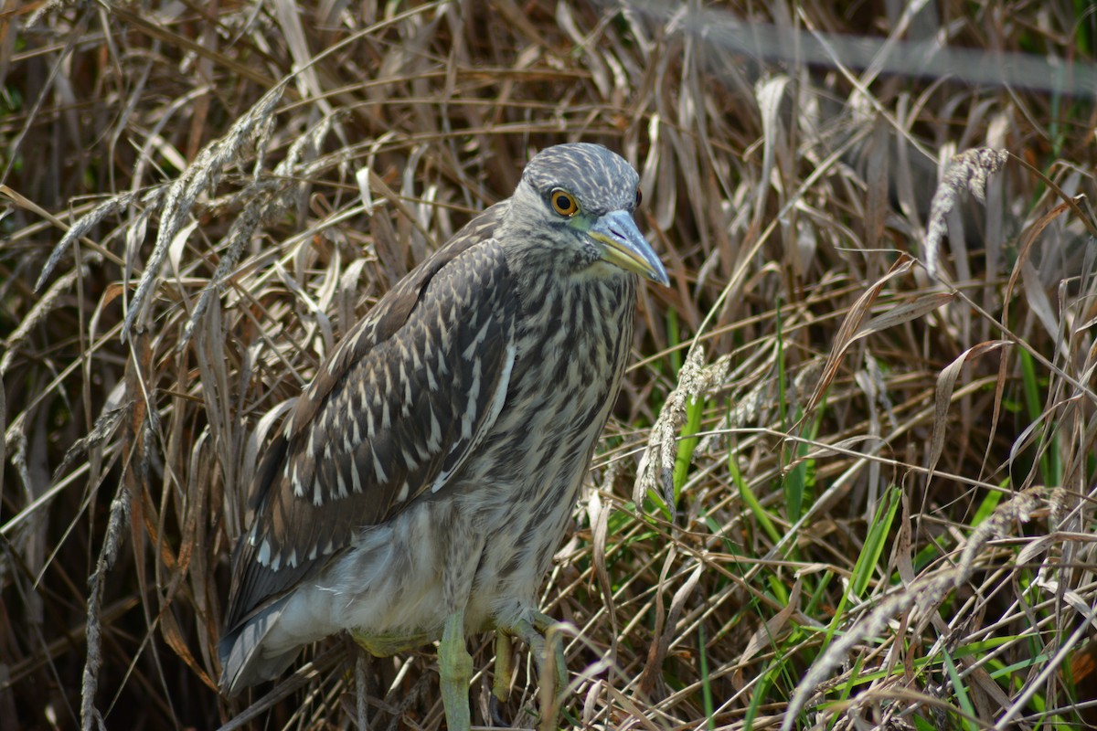 Black-crowned Night Heron - ML219178161