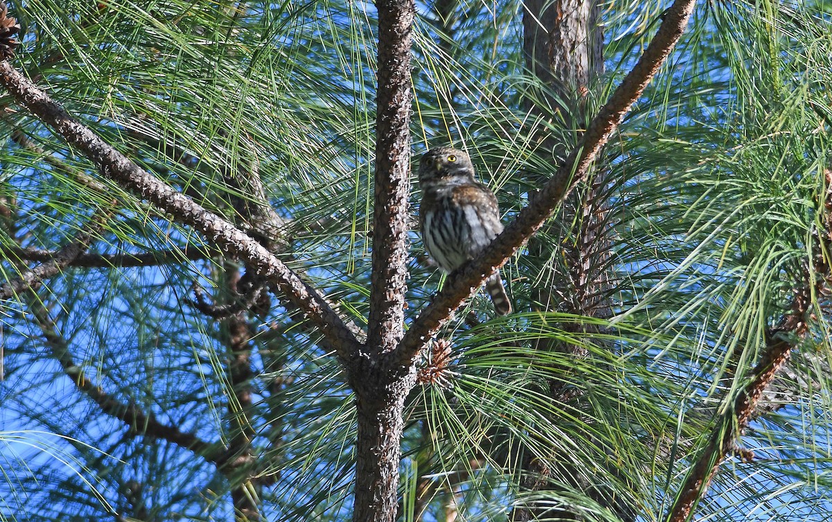 Northern Pygmy-Owl (Mountain) - ML219178201