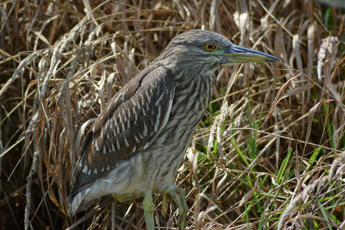 Black-crowned Night Heron - ML219178341