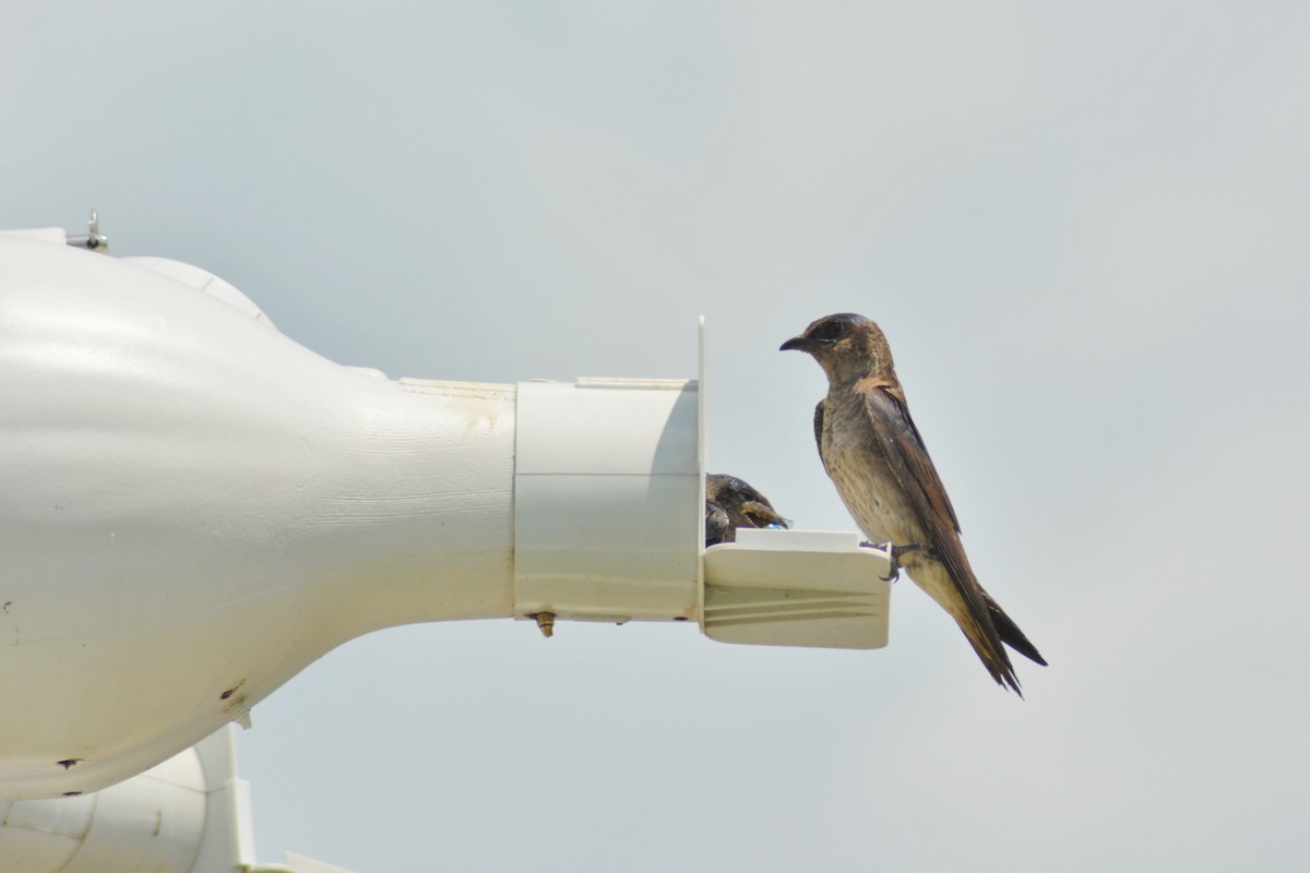 Purple Martin - Paul Nale