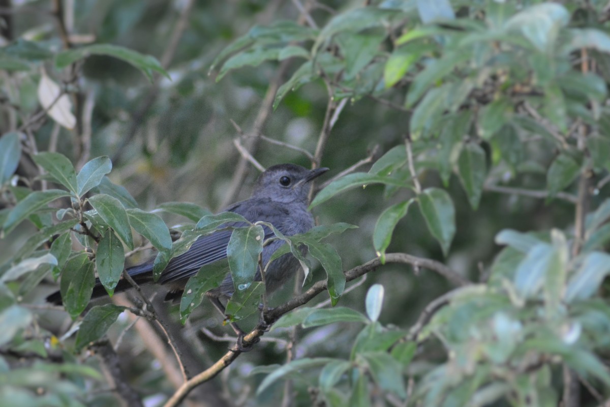 Gray Catbird - ML219178831