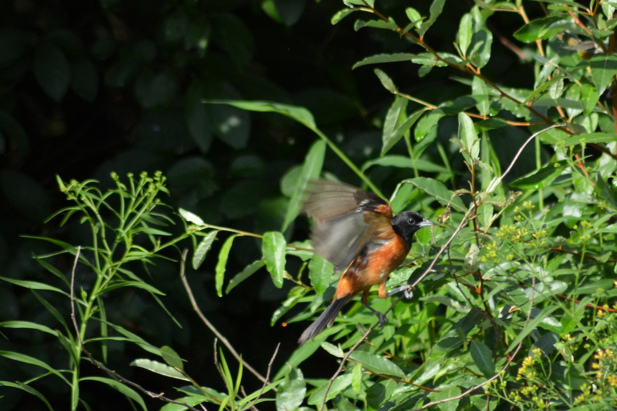 Orchard Oriole - ML219179241