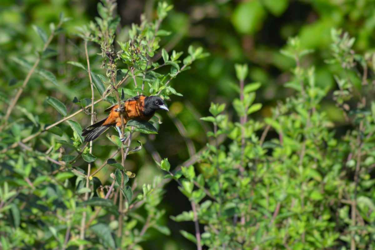 Orchard Oriole - ML219179321