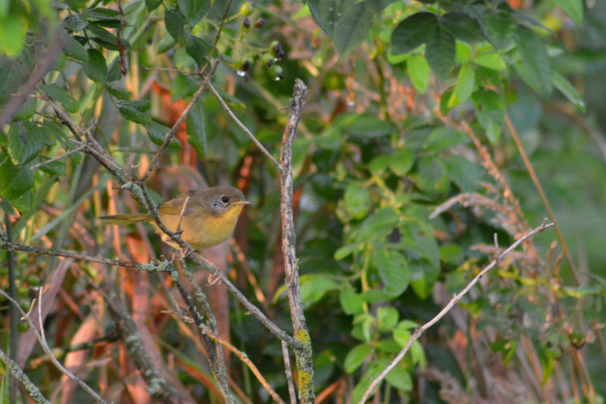 Common Yellowthroat - ML219179911