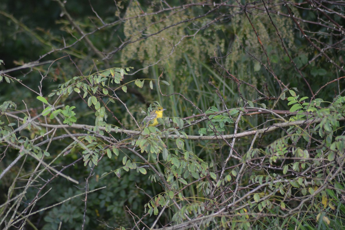 new world warbler sp. - ML219180231