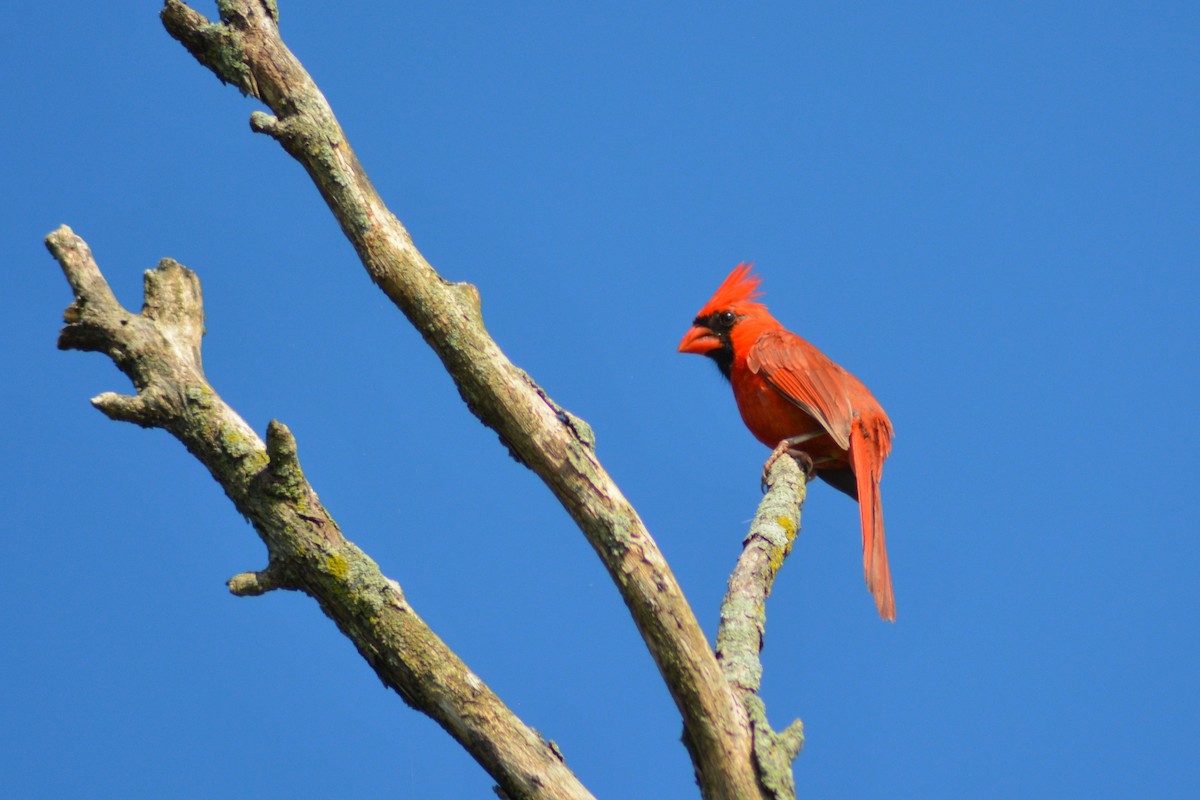 Northern Cardinal - ML219180341