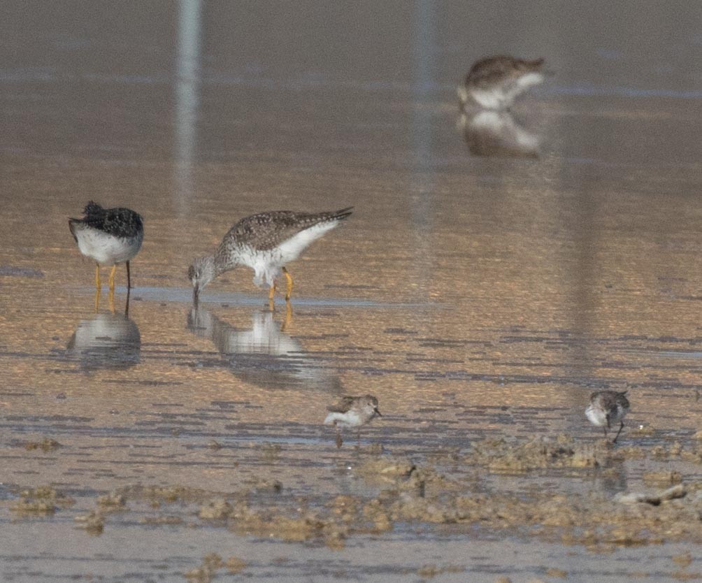 Western Sandpiper - stevan brad