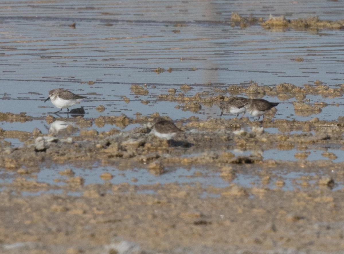 Western Sandpiper - ML219182171