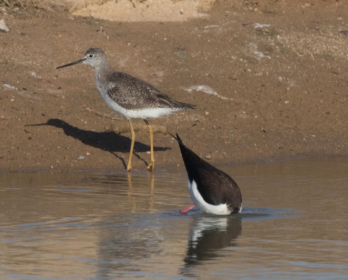 Greater Yellowlegs - ML219182601