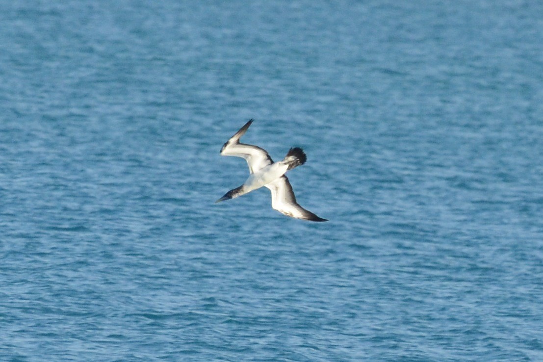 Masked Booby - ML21918421