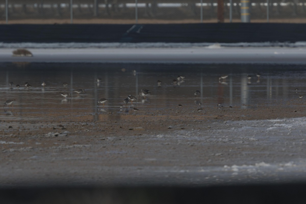 Greater Yellowlegs - stevan brad