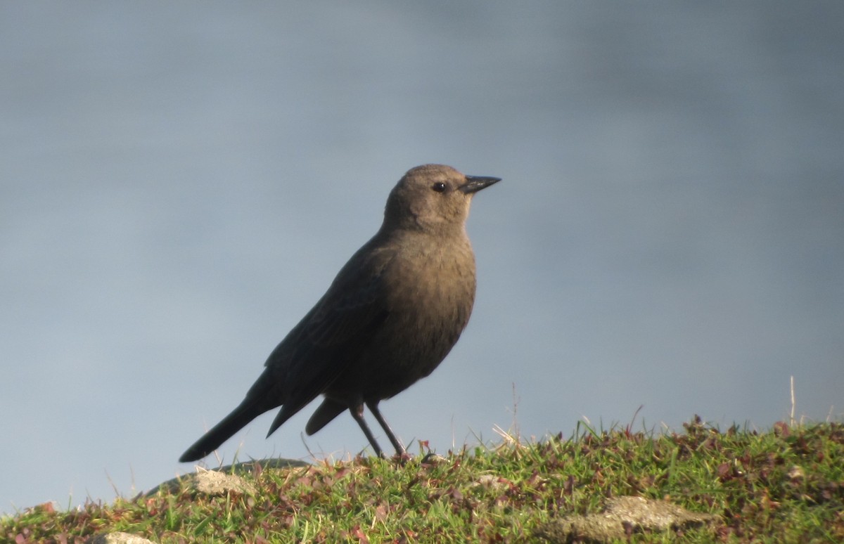 Brewer's Blackbird - ML219184871