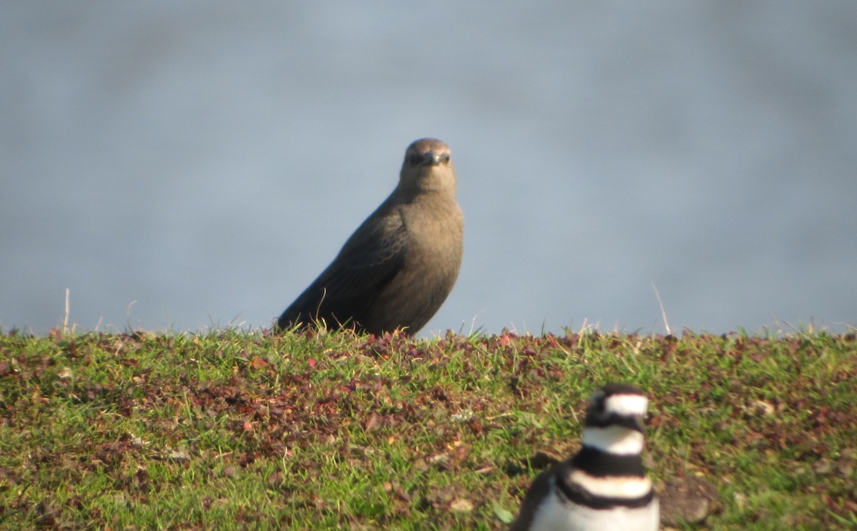 Brewer's Blackbird - ML219184891