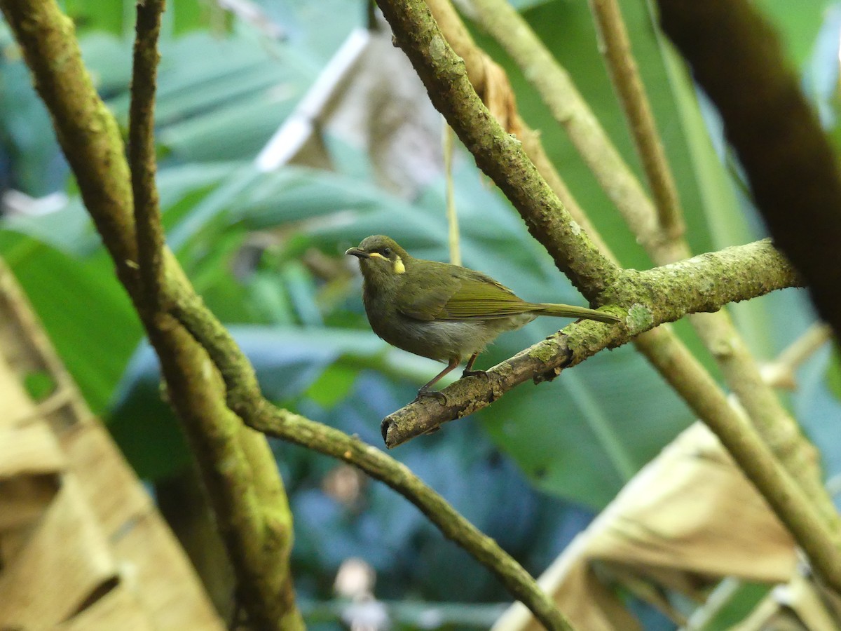 Yellow-spotted Honeyeater - ML219184901