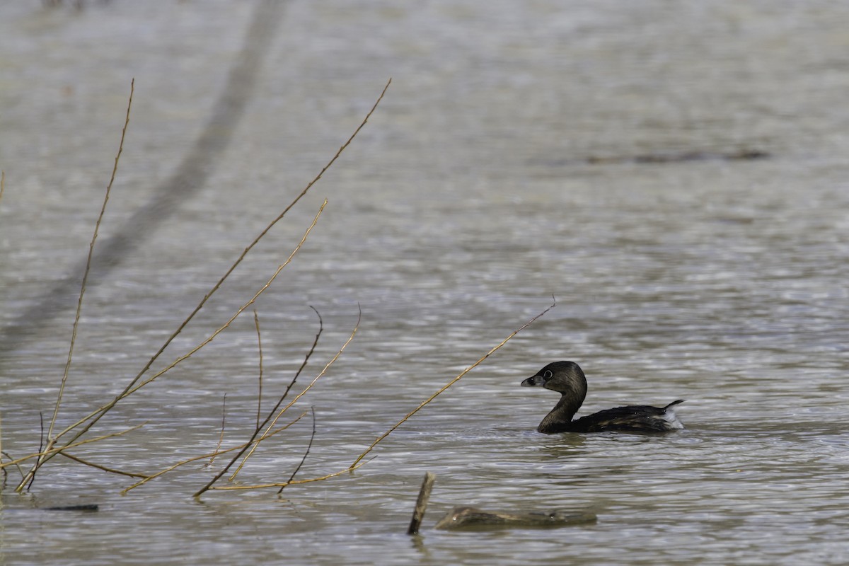 Pied-billed Grebe - ML219185421