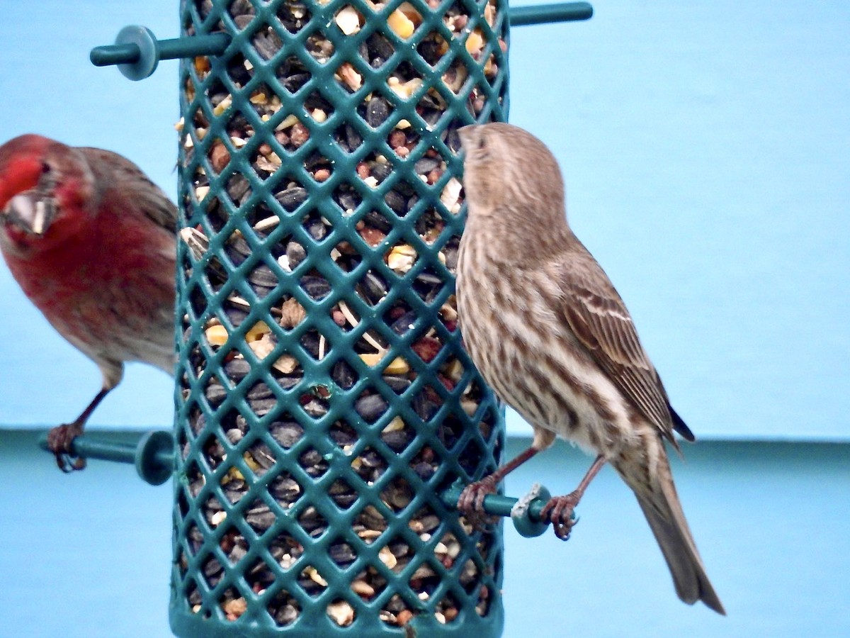 House Finch - ML219186091