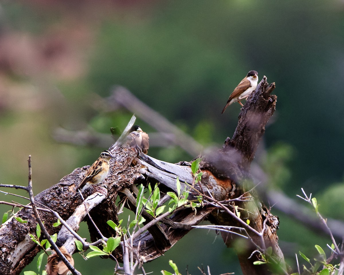 Eastern Paradise-Whydah - ML219186721