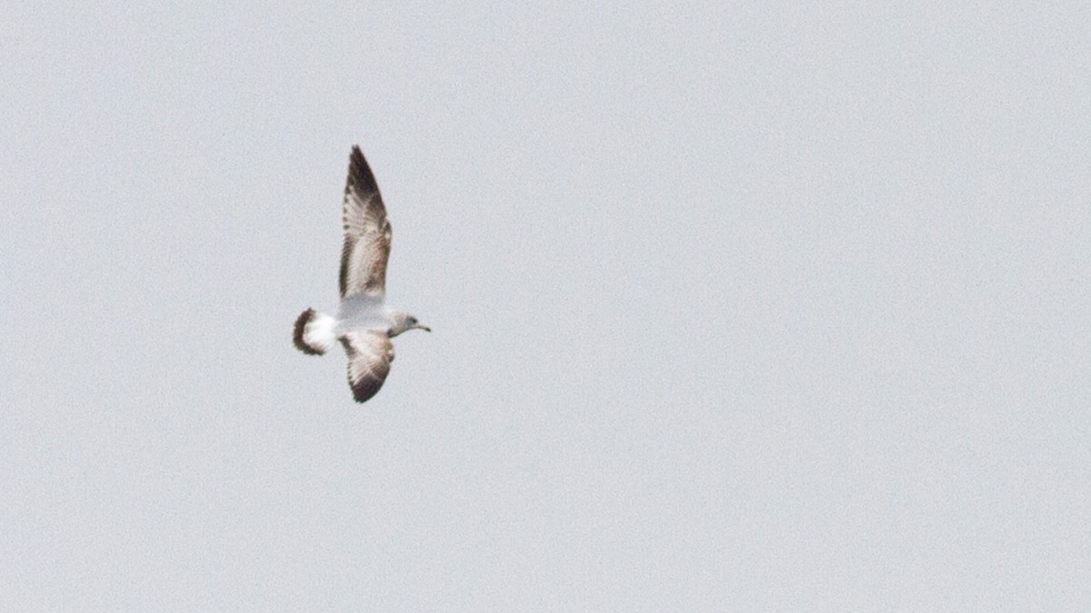 Ring-billed Gull - ML219190041