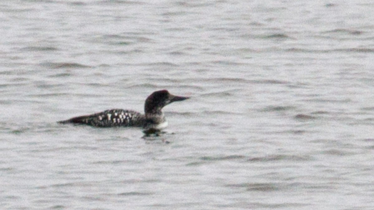 Plongeon huard - ML219190061