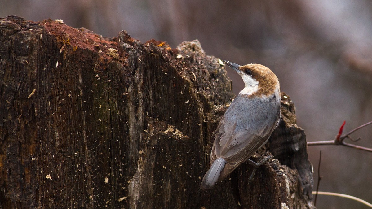 Brown-headed Nuthatch - ML219190571