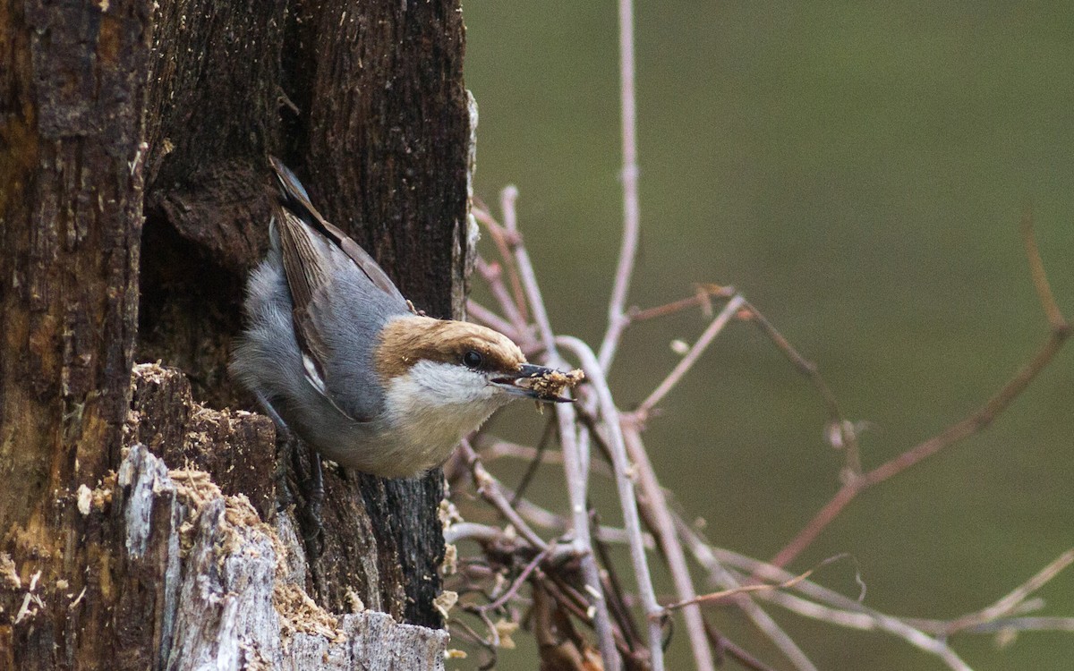 Brown-headed Nuthatch - ML219190731