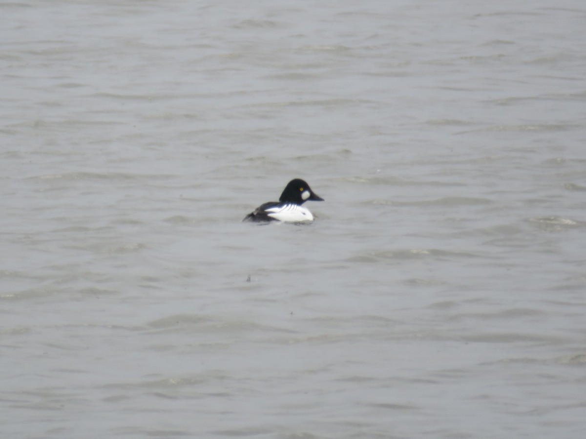 Алаг шунгаач - ML219190781