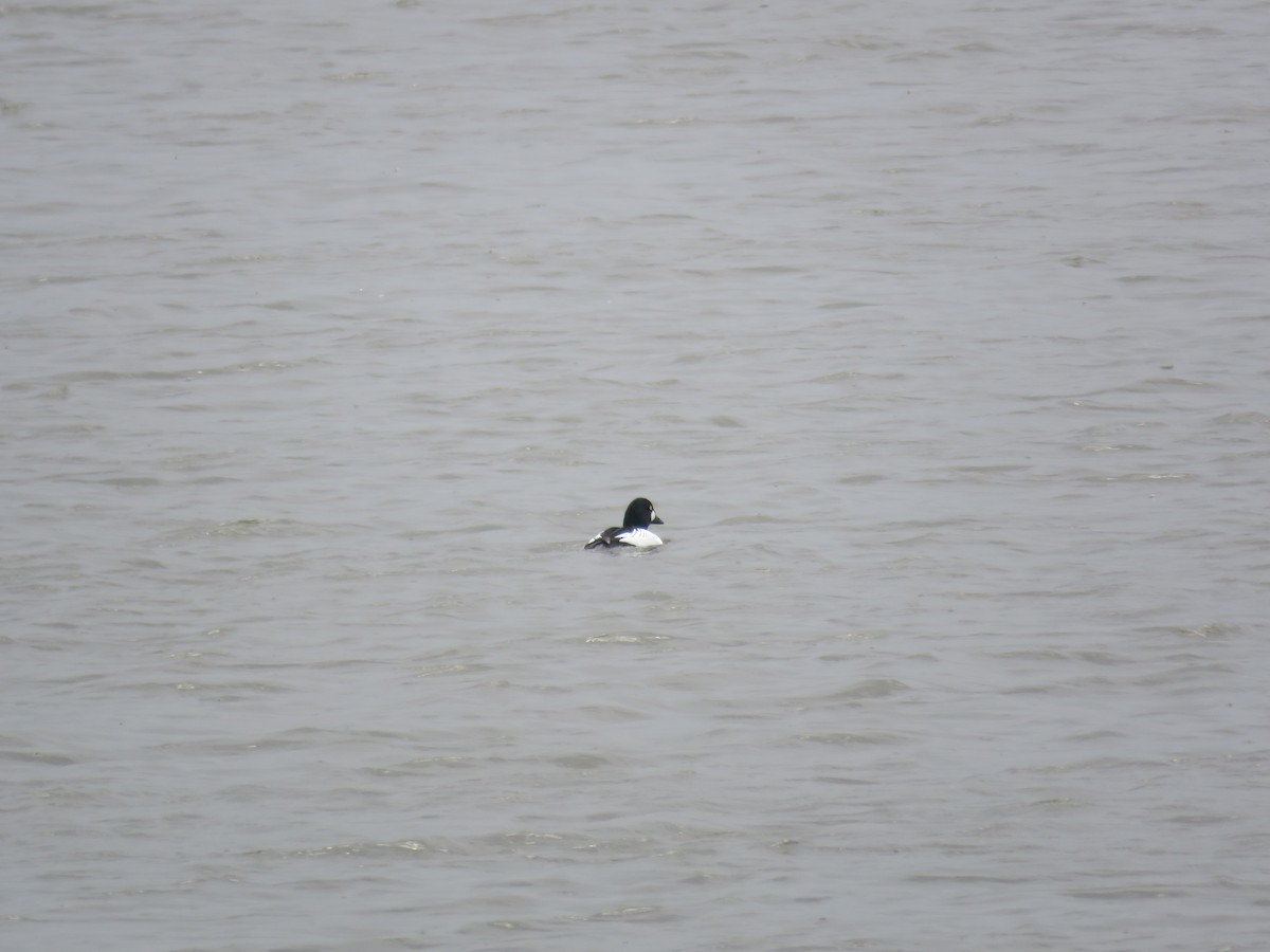 Алаг шунгаач - ML219190791