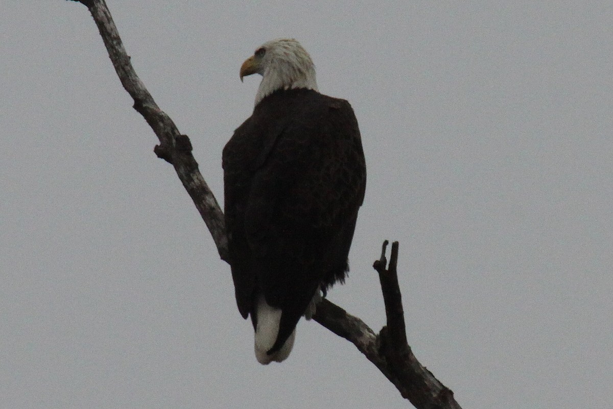 Bald Eagle - ML21919201