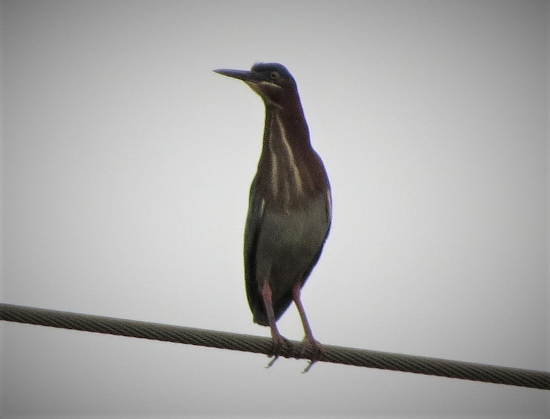 Green Heron - ML219192151