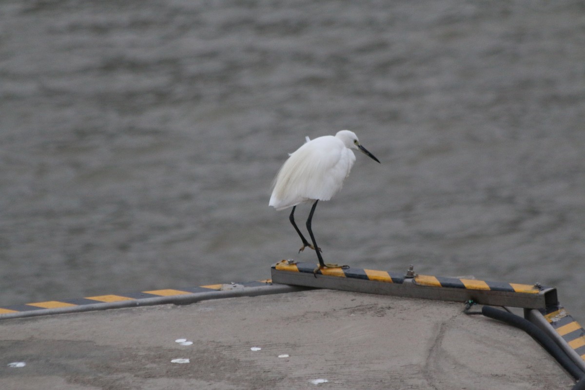 Little Egret - ML219193851