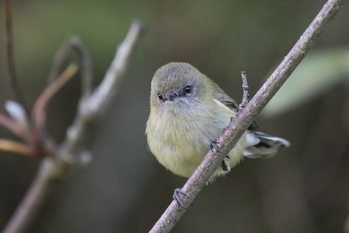 Gray Gerygone - ML219194491