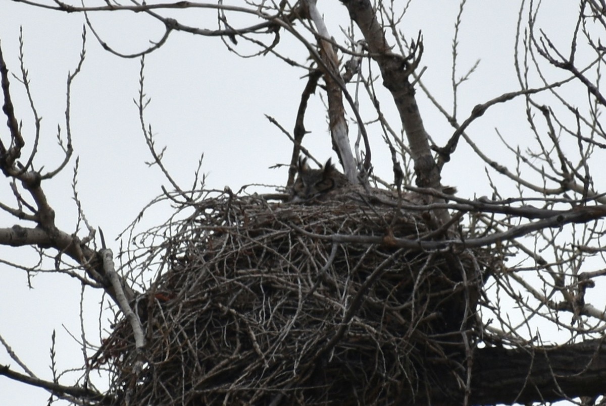 Great Horned Owl - Claire H