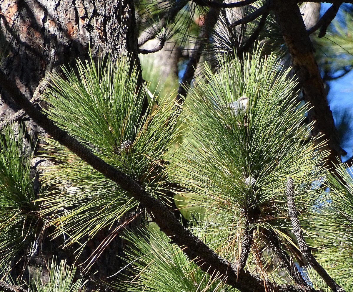 Pygmy Nuthatch - ML21919781