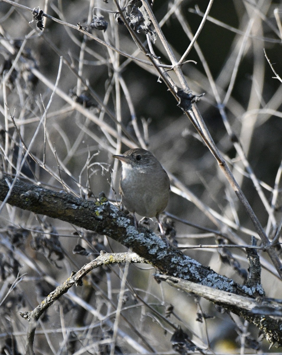 House Wren - Rodney Wright