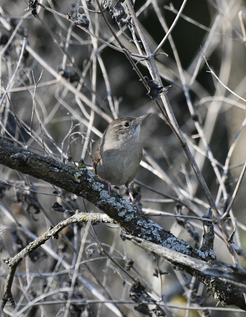 House Wren - Rodney Wright