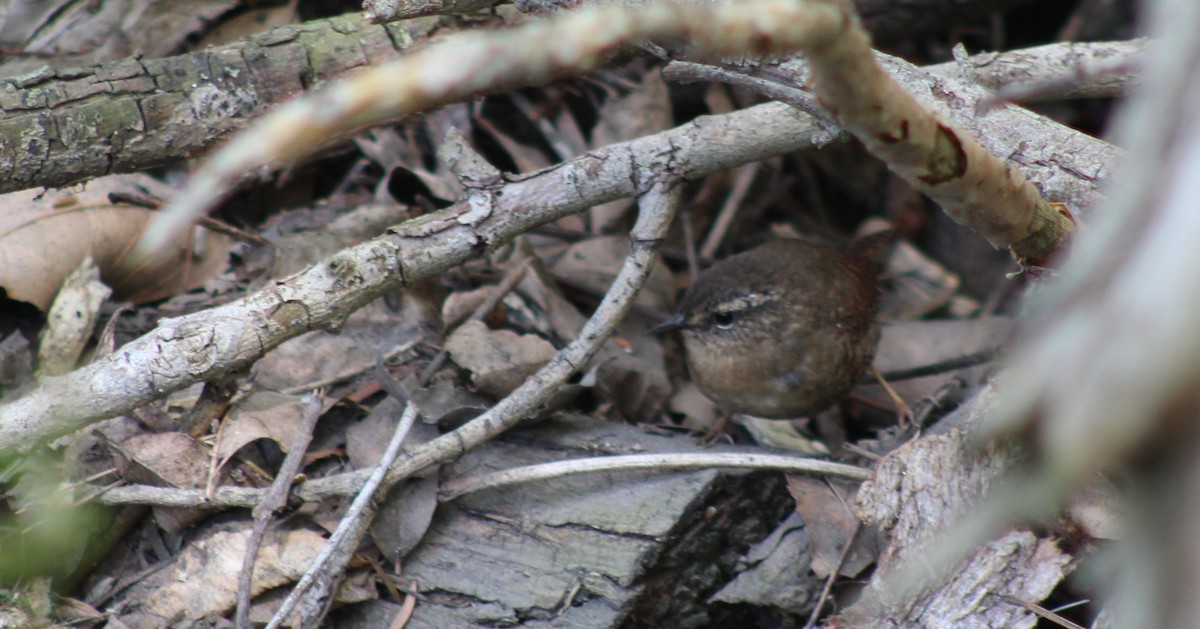 Pacific Wren - Bob Schallmann