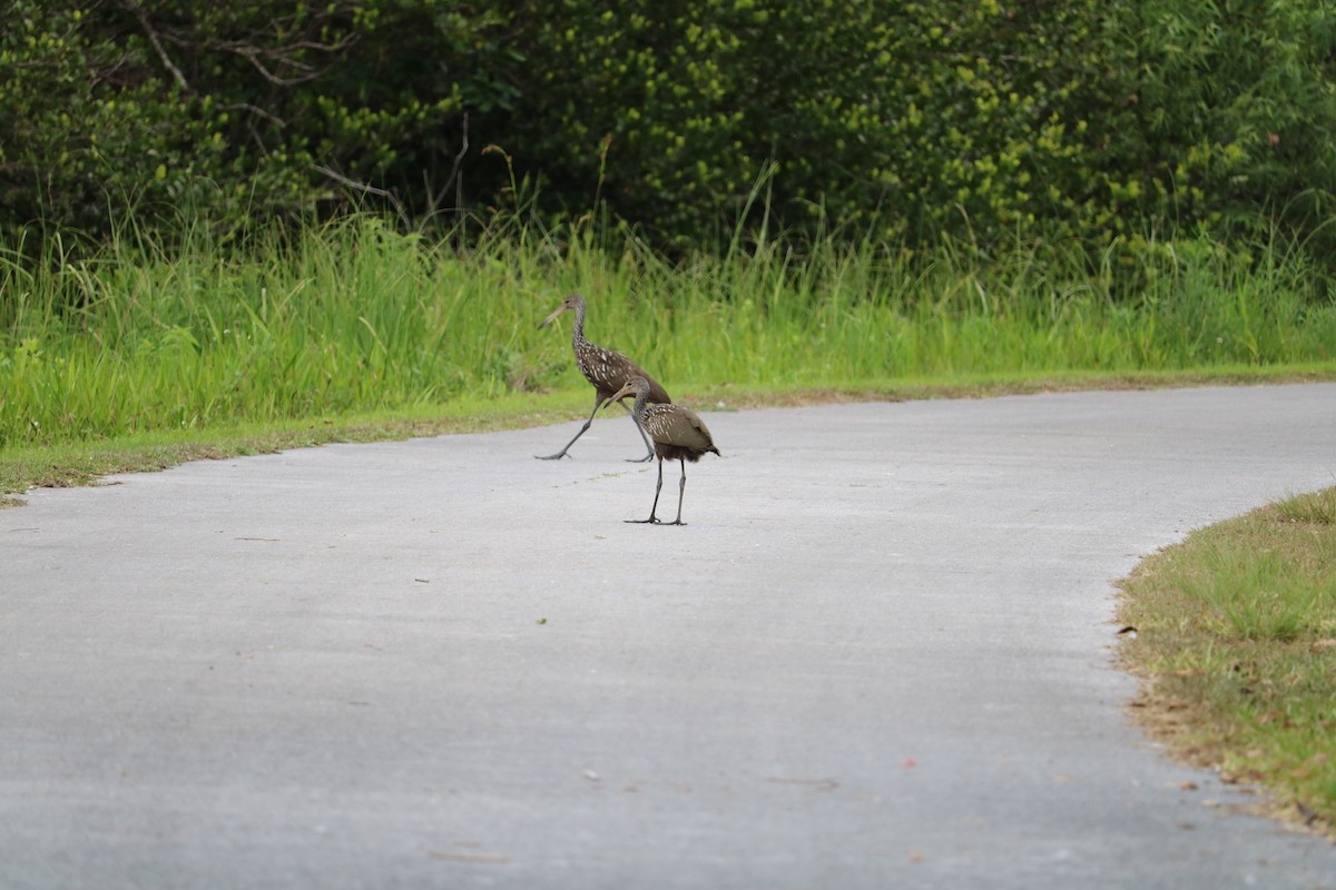 Limpkin - Tim Hoffman