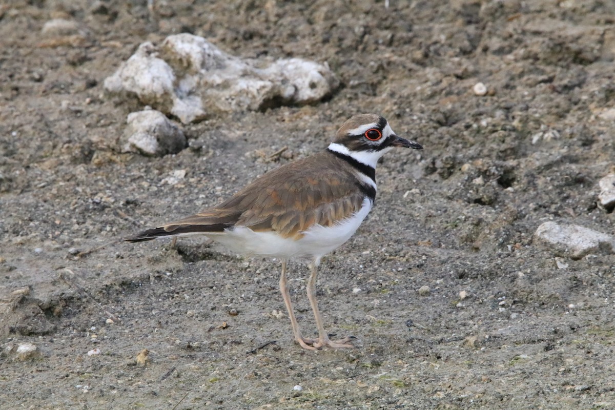 Killdeer - Tim Hoffman