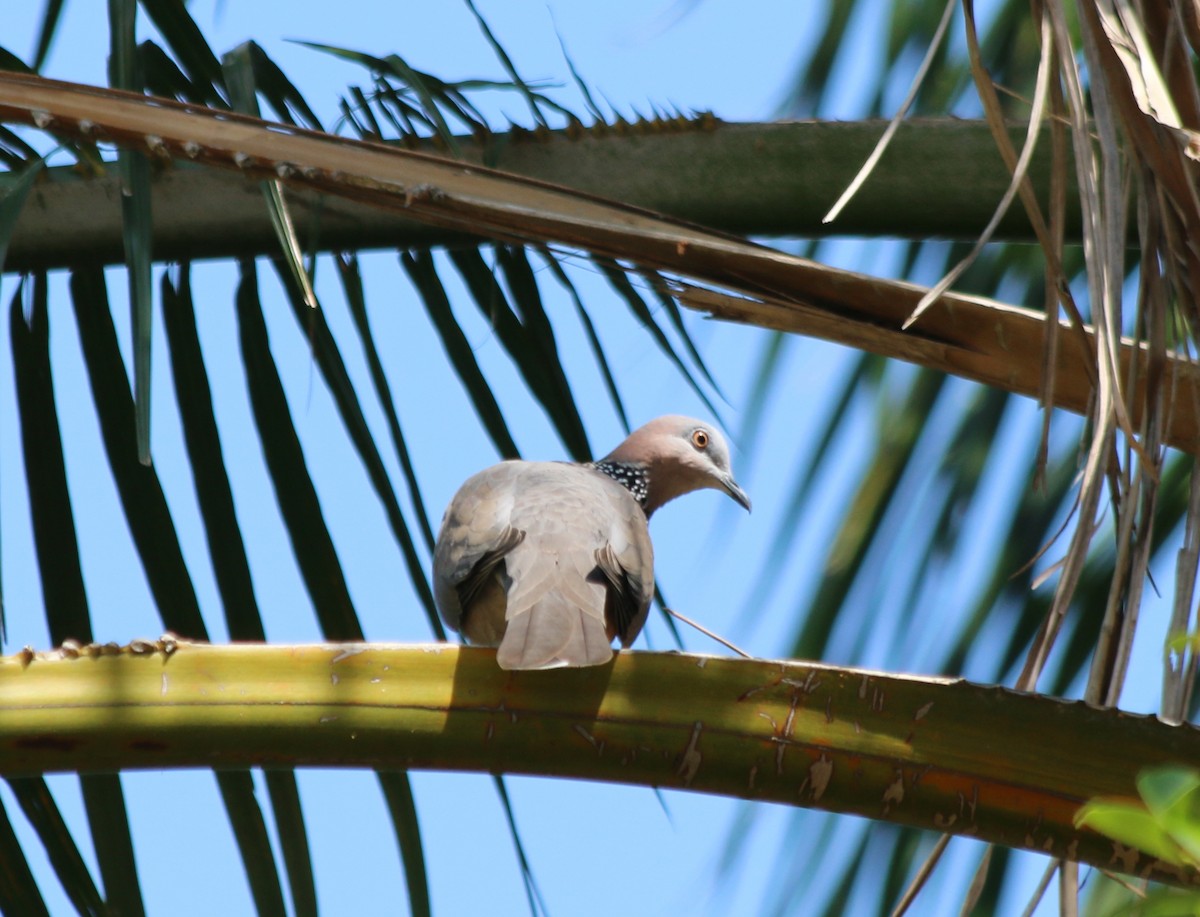 Spotted Dove - ML219204441