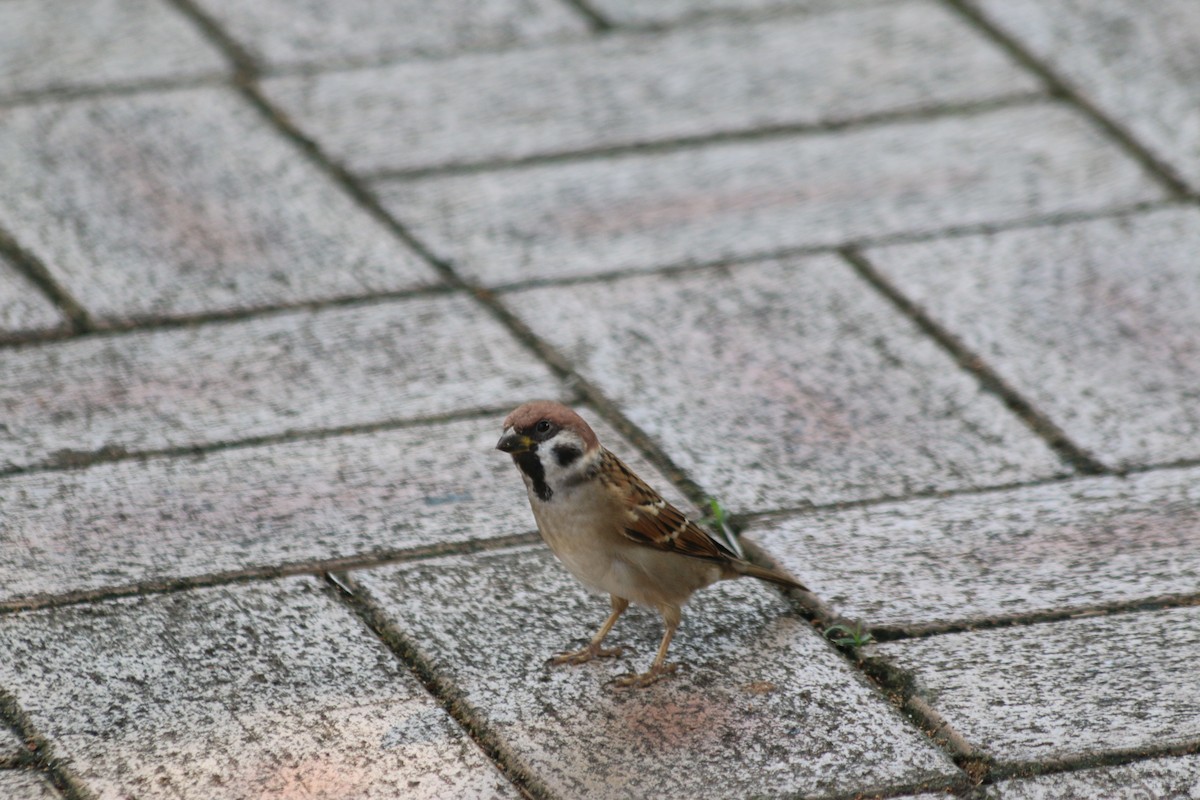 Eurasian Tree Sparrow - ML219204551