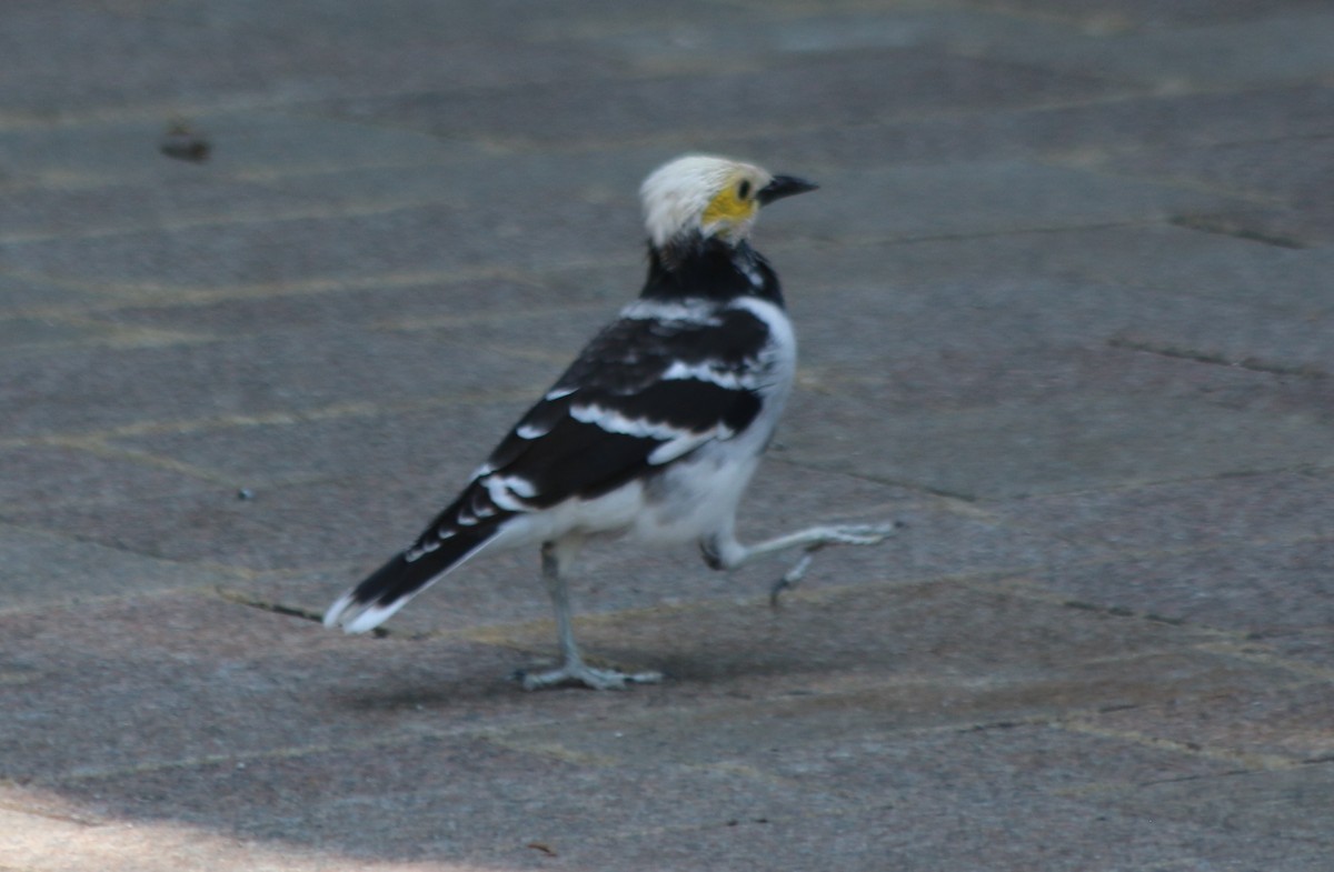 Black-collared Starling - ML219204681